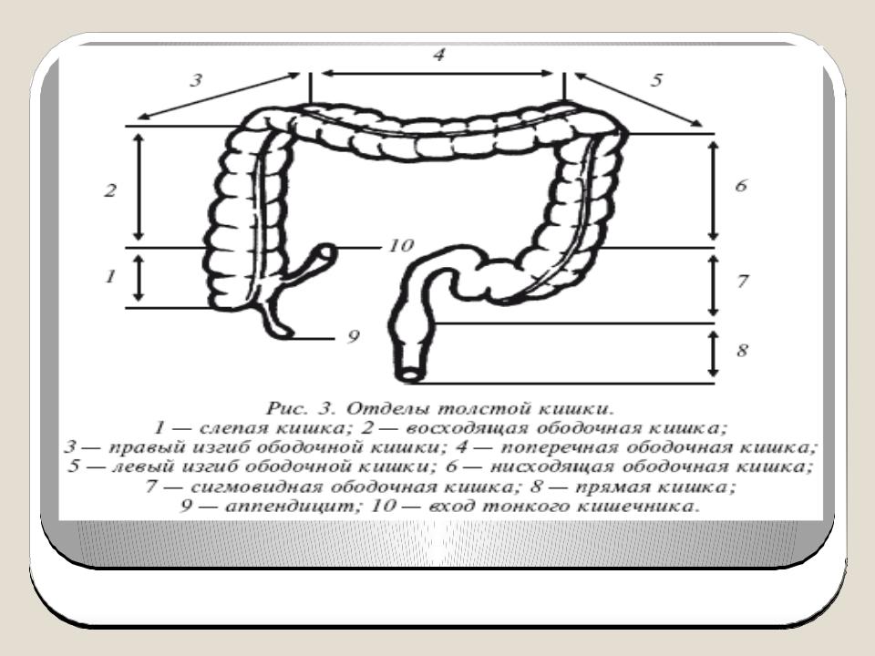 Строение толстого кишечника человека схема с названиями