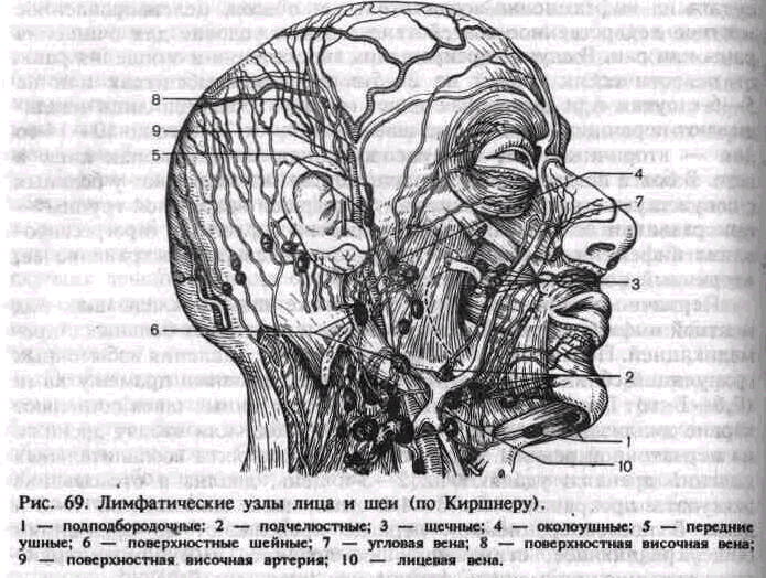 Лимфообращение лица схема фото
