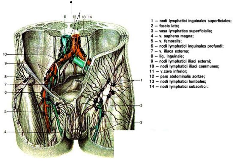 Паховые лимфатические узлы. Лимфатические узлы паховой области АН. Анатомия лимфоузлов малого таза. Подвздошные лимфоузлы анатомия. Пахово бедренные лимфоузлы схема.