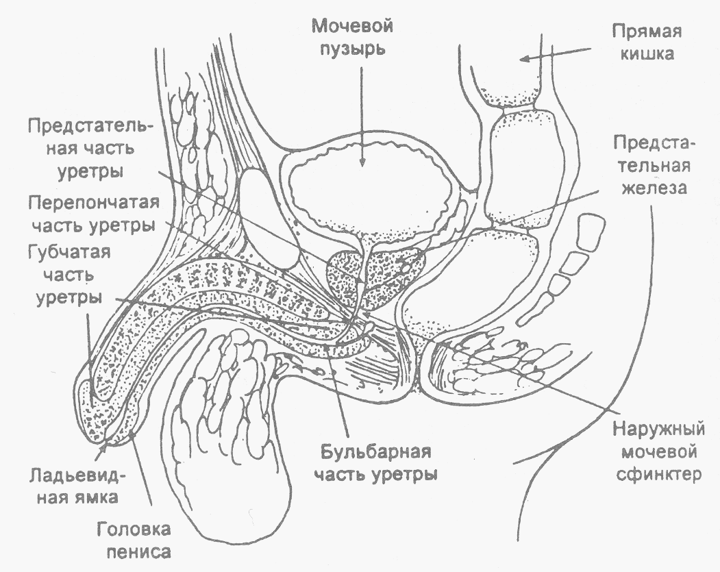 Схема мужского мочеиспускательного канала