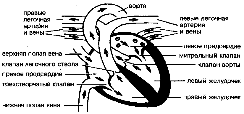 Круги кровообращения сердца схема