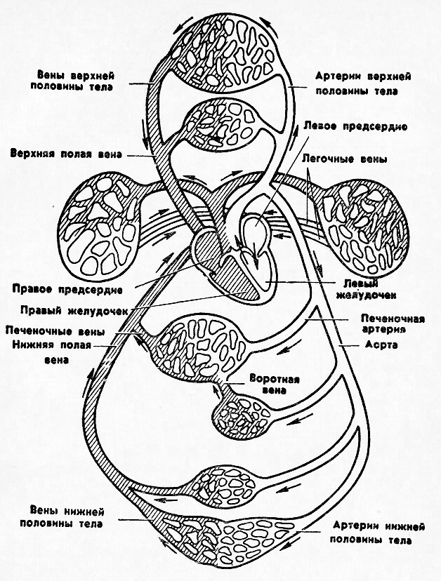 Круги кровообращения человека рисунок