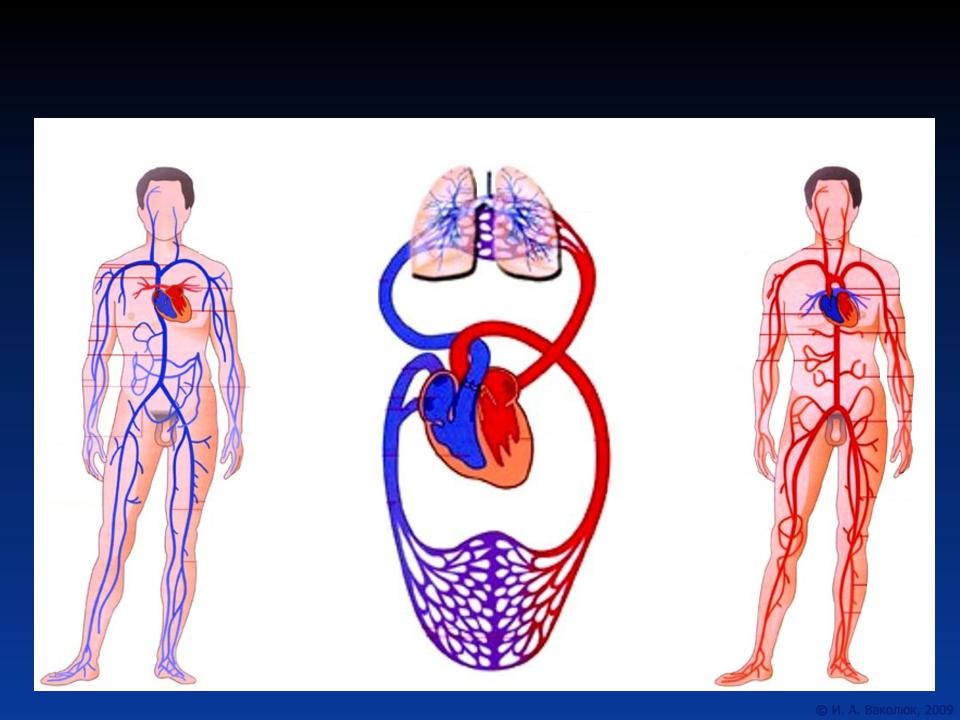 Общая схема кровообращения