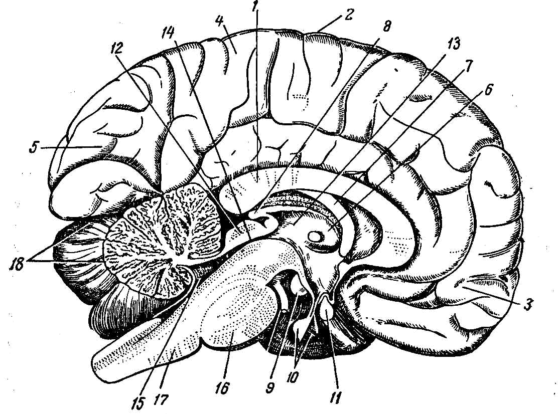 Латинское название мозга. Фронтальный разрез мозга эпифиз. Головной мозг вид сбоку основные отделы. Строение головного мозга спереди. Мозг в разрезе анатомия.