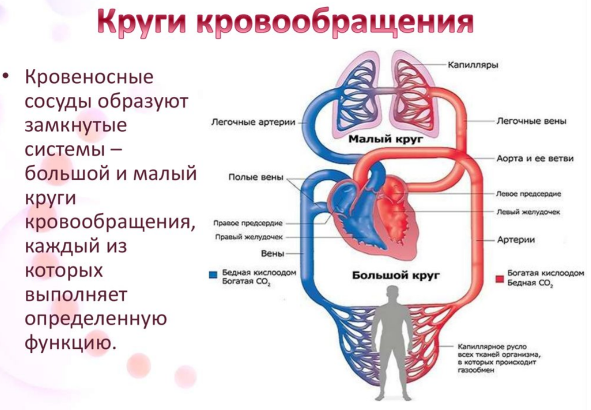 Скорость круга кровообращения. Большой и малый круг кровообращения схема. Большой круг кровообращения анатомия. Малый круг кровообращения строение. Строение сердца малый и большой круг.