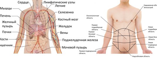 Боль слева внизу живота у мужчин причины. С левой стороны. Левый бок под ребрами. Что в левом боку у человека.