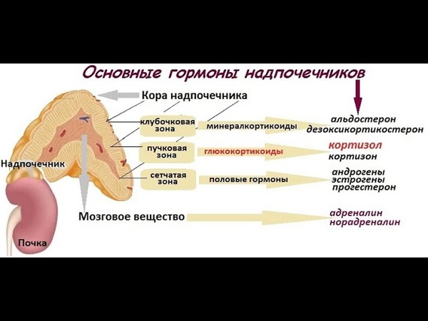 Надпочечники где находятся у человека и как болит у женщины фото