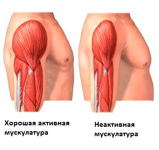 Активная и пассивная мускулатура