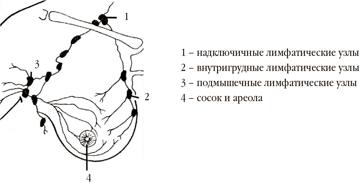 Лимфоузлы на ключице расположение схема расположения