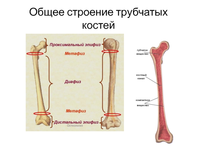 Тело длинной трубчатой кости. Строение трубчатой кости. Общее строение трубчатых костей. Строение длинной трубчатой кости. Длинная трубчатая кость строение.