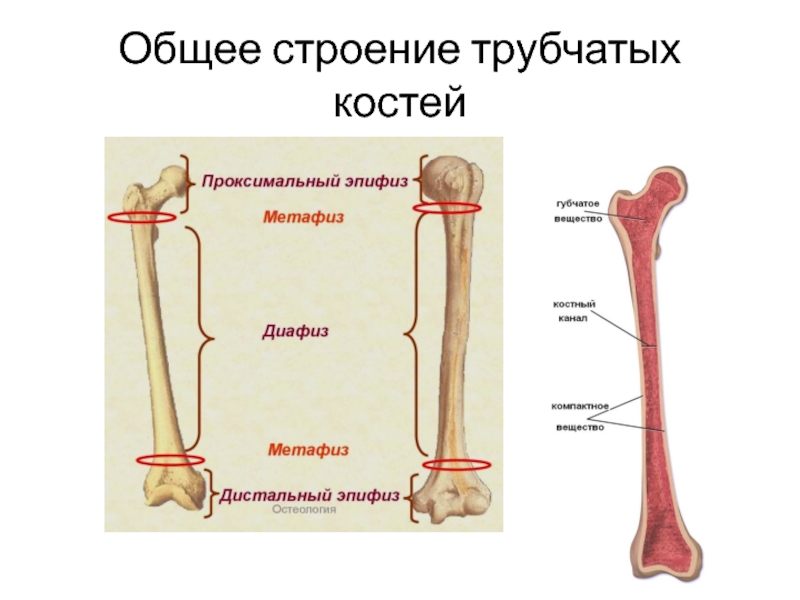 Трубчатые кости фото