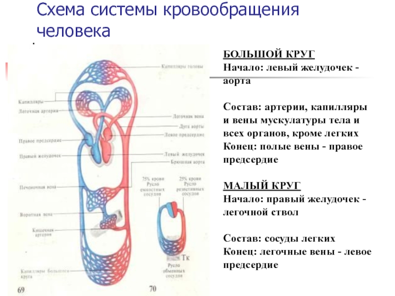 Схема кругов кровообращения у человека