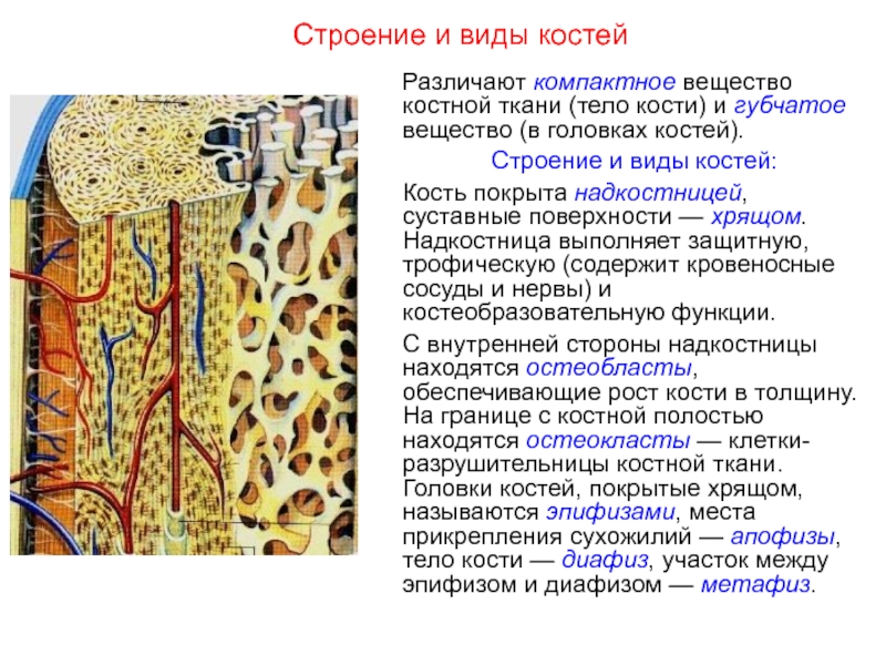 Костная ткань лабораторная работа. Надкостница компактное вещество губчатое вещество. Костная ткань компактное вещество губчатое вещество. Кость надкостница компактное вещество. Строение кости, надкостница и компактное вещество.