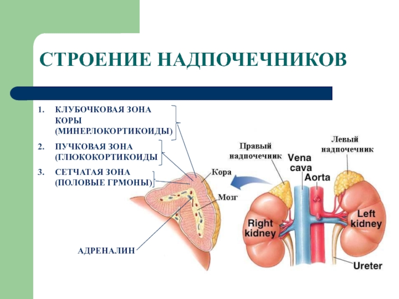 Схема строения надпочечника