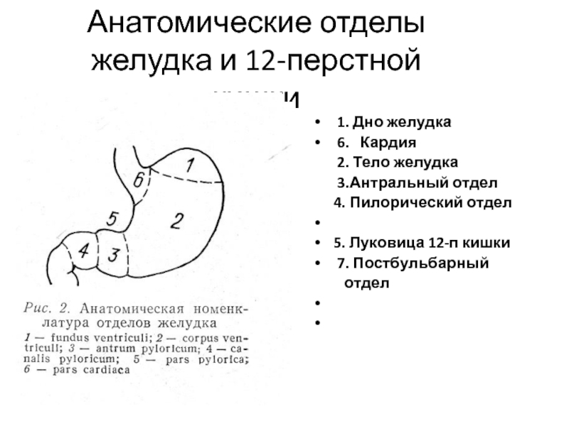 Антральный отдел желудка где находится на человеке фото и описание