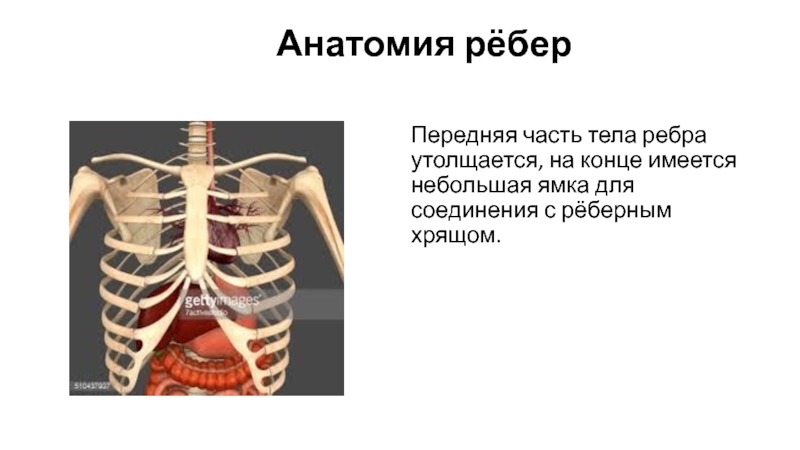 Реберная киров. Ребра анатомия. Ребра человека анатомия. 10 Ребро у человека где находится фото. Второе ребро анатомия.