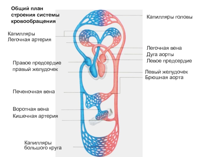 Схема системы кровообращения