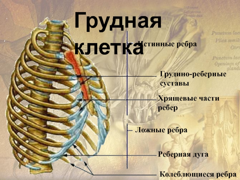 Ребра образуют