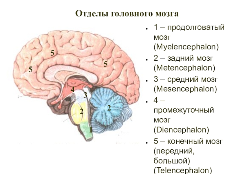 Рисунок головного мозга 5 отделов