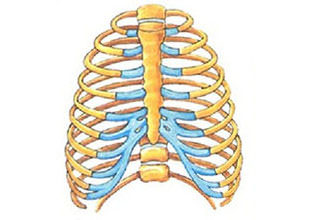 Строение скелета грудной клетки человека грудная кость ребра позвонки