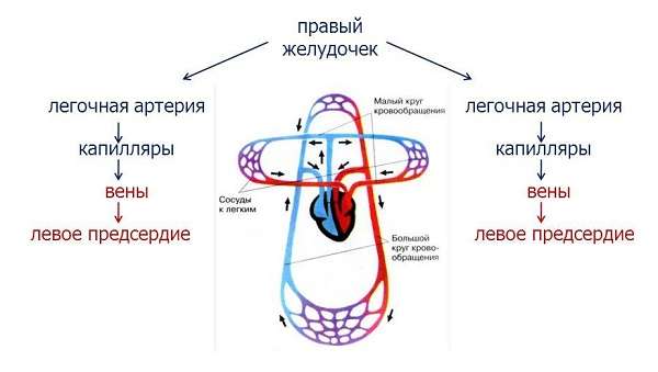 Круги кровообращения человека схема кровеносной системы