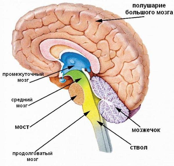 Головной мозг человека строение и функции