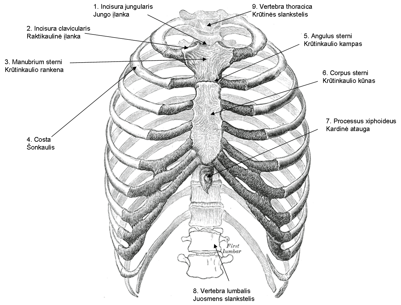 Левое и правое ребро. Реберные хрящи анатомия. Грудная клетка анатомия. Строение грудной клетки. Ребра с подписями.