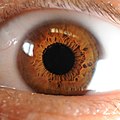 Iris of the Human Eye.jpg