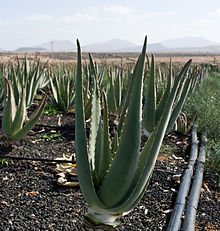 Aloe vera Lanzarote.jpg