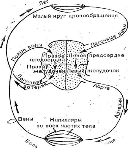 Круги кровообращения человека схема с подписями зарисовать