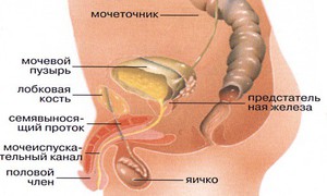 Симптомы болезней мочевой системы