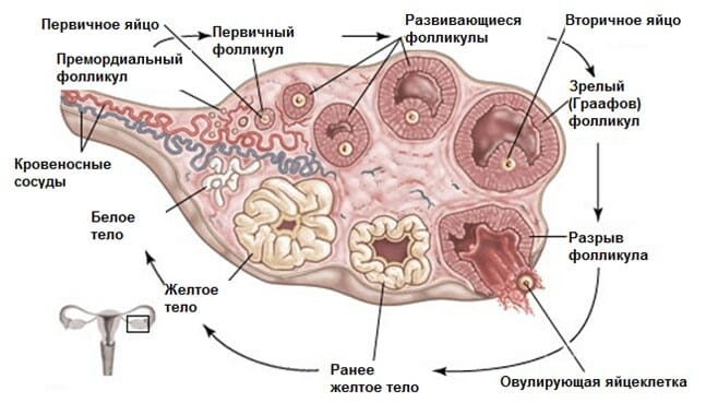 Созревание фолликула