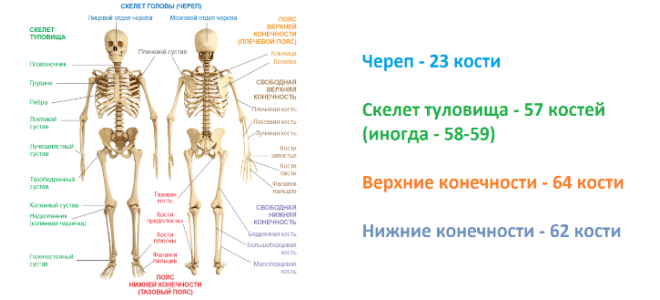Из каких частей состоит скелет человека
