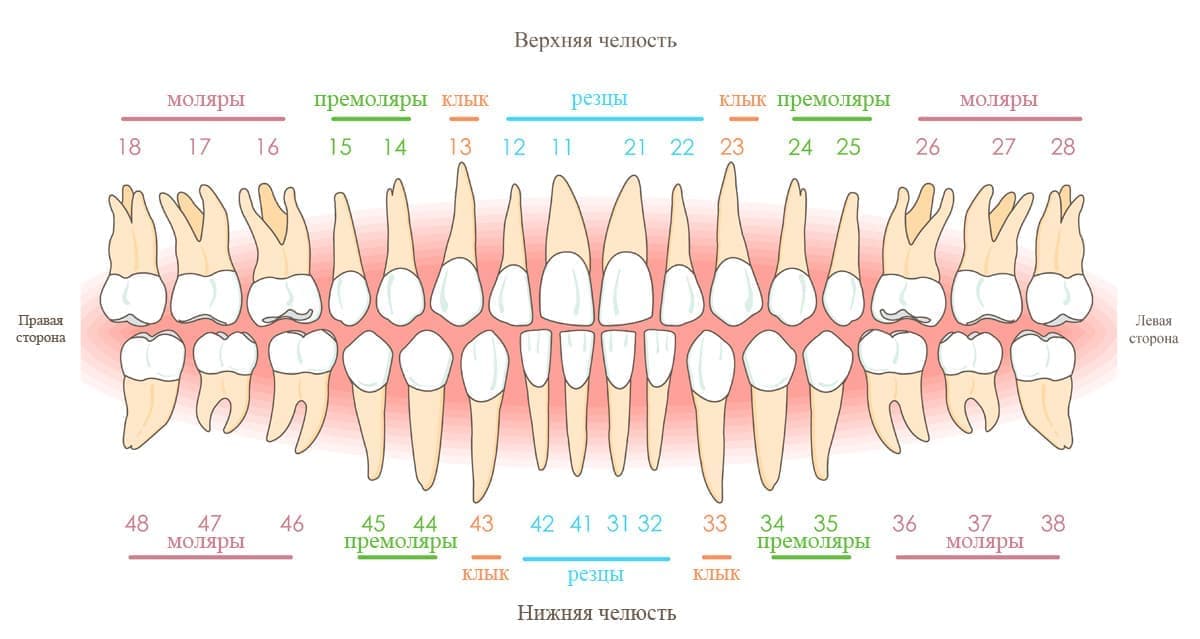 Строение зубного ряда: резцы, премоляры и моляры.