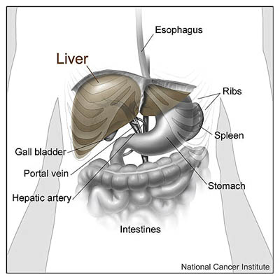 Liver anatomy picture of where is your liver located. 