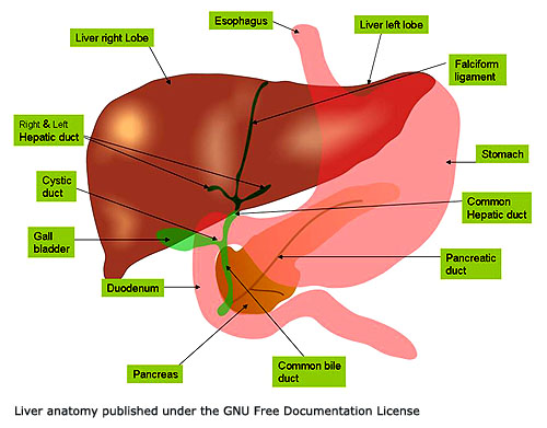 Close-up picture of the liver and gall bladder.