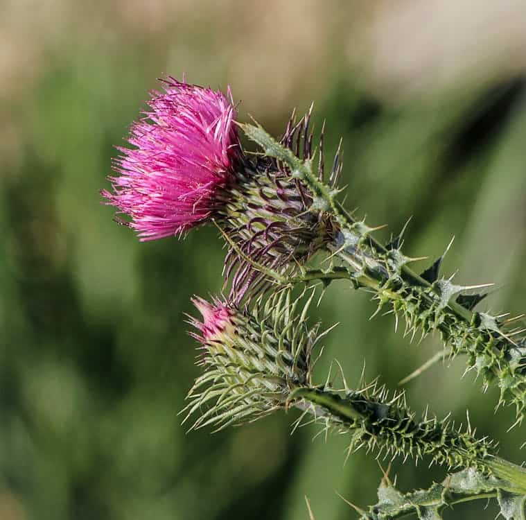 Supplementing with milk thistle can help treat your liver pain and improve liver function.