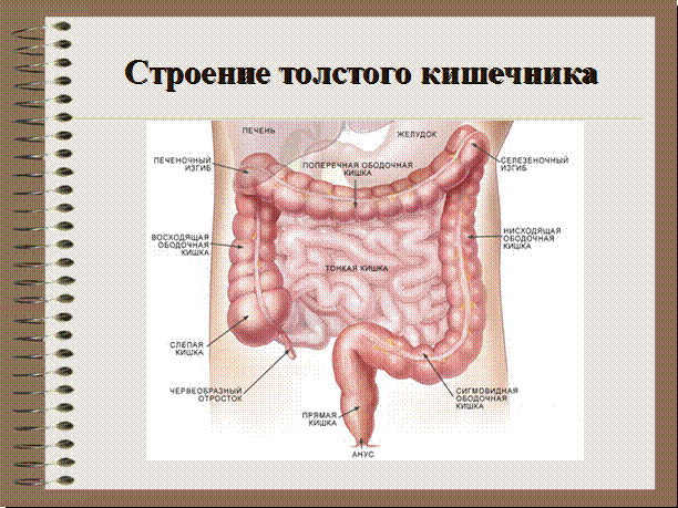 Строение стенки толстого кишечника