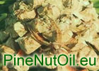 Pine Nut Oil Press