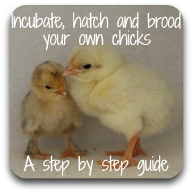 Link to my 28 day guide to incubating and hatching chicken eggs.