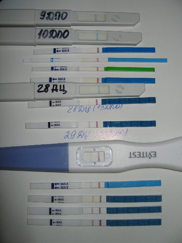 На какой день тест показывает беременность