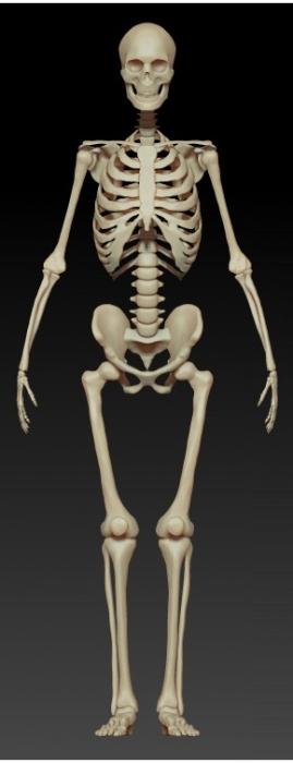 сколько костей у человека