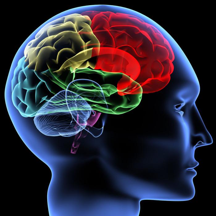 отделы головного мозга человека