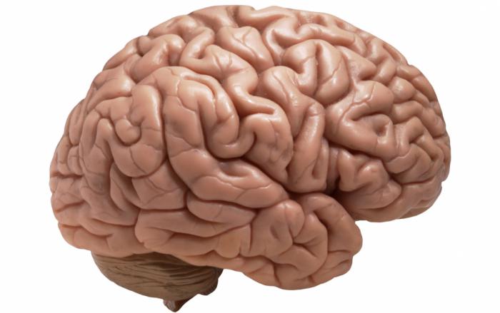 основные отделы головного мозга