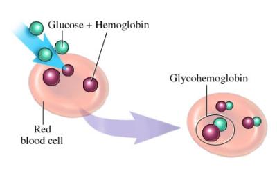 гликолизированный гемоглобин