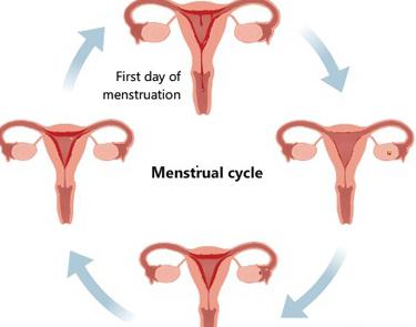 фазы менструального цикла