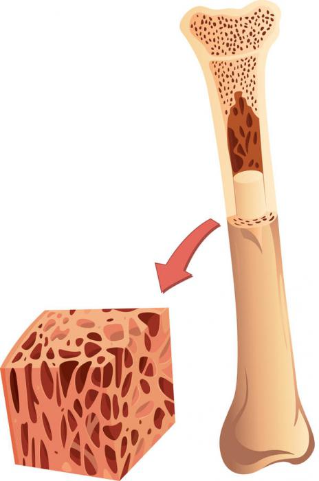 клетки красного костного мозга