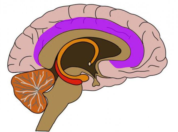 рефлексы головного мозга 