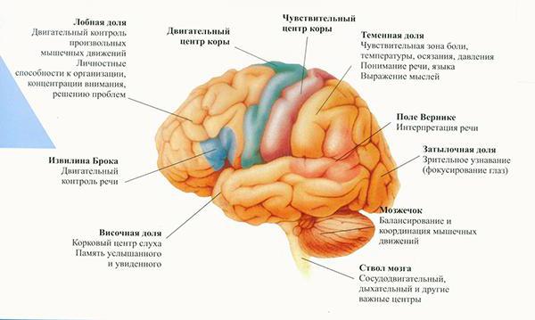 функции коры головного мозга 