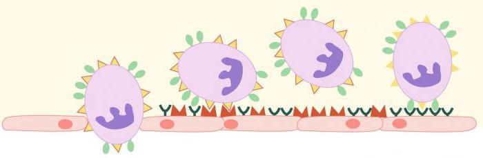 где образуются эритроциты лейкоциты и тромбоциты